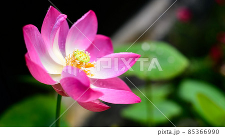 Beautiful Lotus flower (Nelumbo nucifera) in the pond closeup, blooms in the morning, growing towards the sun. 85366990