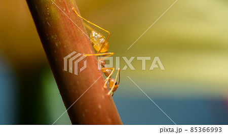 Weaver ant closeup macro shot, climbing down a flower stem. Soft bokeh background. 85366993