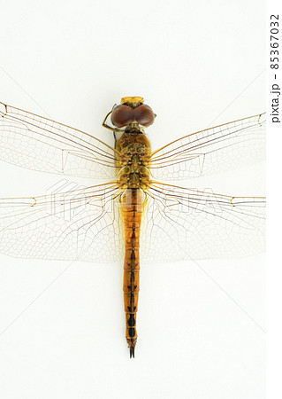 Isolated Dragonfly in a white background, close-up macro shot, view from above. 85367032