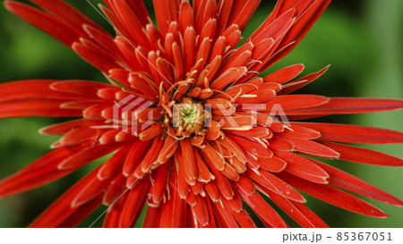 Babandesiya flower close-up macro shot overhead view, Bokeh background. 85367051