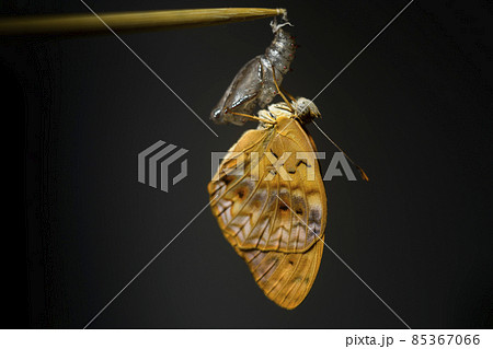 Common leopard butterfly hangs onto the empty harder outer case of chrysalis close-up macro photograph isolate against the dark background. New beginnings after the completion of metamorphosis. 85367066