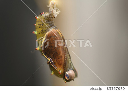 Pupa Stage in the life cycle of a butterfly, Spotted rustic is undergoing complete metamorphosis to emerge as a beautiful adult butterfly. Chrysalis close-up macro photograph. 85367070