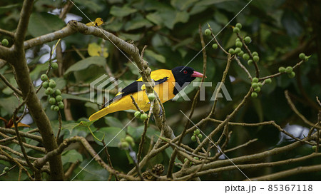 Black-hooded oriole perched on a banyan tree branch to eat delicious banyan fruits. 85367118