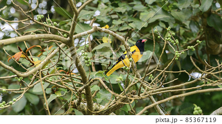 Black-hooded oriole perched on a banyan tree branch to eat delicious banyan fruits. Black-hooded oriole perched on a banyan tree branch to eat delicious banyan fruits. 85367119