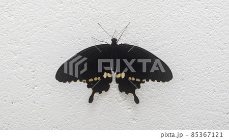 Beautiful Swallowtail butterfly closes up photography. Male common Mormon butterfly perched on a white wall and spread its majestic wings. 85367121