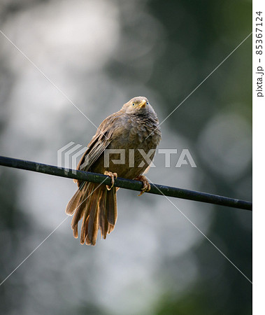 Yellow-billed babbler close-up portraiture photograph, sunning in the morning, soft bokeh background, a beautiful bird endemic to Sri Lanka. 85367124