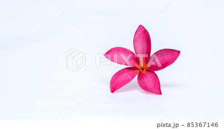 Pink Frangipani flower isolated close-up photo, great for banner or card background. copy space for adding texts. 85367146