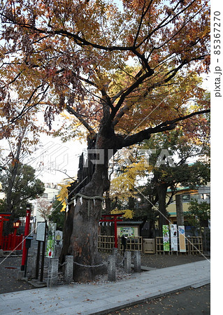 新田神社 御神木 新田神社 御神木 85367270