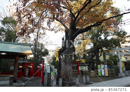 新田神社 御神木 85367271