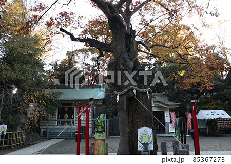 新田神社 御神木 85367273