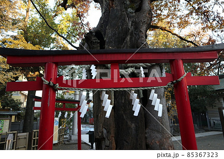 新田神社 御神木 新田神社 御神木 85367323