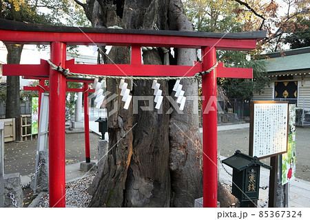新田神社 御神木 新田神社 御神木 85367324