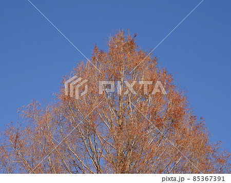 枯れ木と青空 85367391