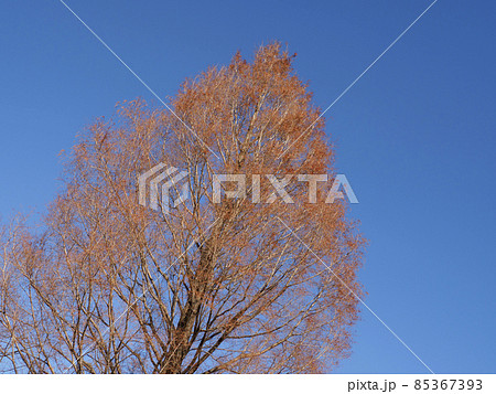 枯れ木と青空 85367393
