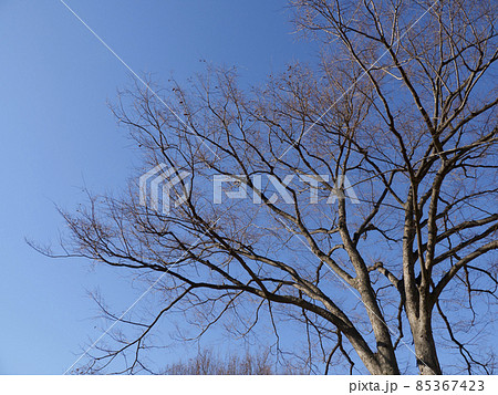 枯れ木と青空 枯れ木と青空 85367423
