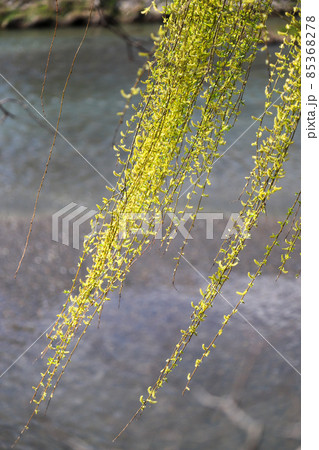 枝垂れ柳の花 枝垂れ柳の花 85368278