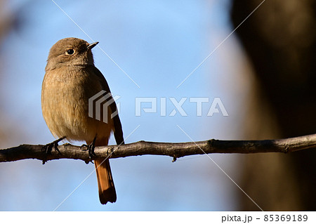 Daurian Redstart/ジョウビタキ雌 85369189