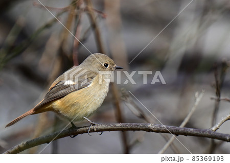 Daurian Redstart/ジョウビタキ雌 85369193