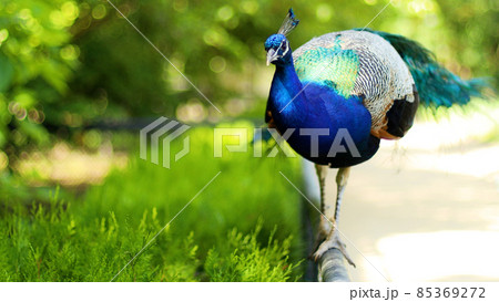 Beautiful indian peacock or peafowl bird with feathers out sits on a fence in a city park or a zoo in a nature reserve Beautiful indian peacock or peafowl bird with feathers out sits on a fence in a city park or a zoo in a nature reserve 85369272