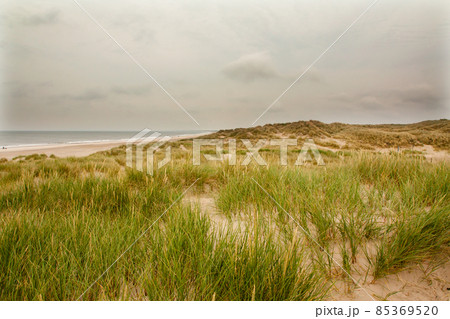 North Sea beach in Denmark. Dune grass. North Sea beach in Denmark. Dune grass. 85369520