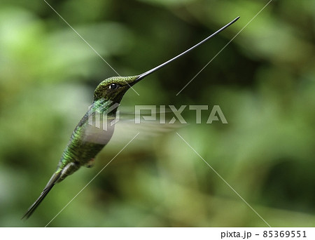 南米アンデスの山の森に住む剣のような長い嘴を持った緑色が鮮やかで美しいハチドリ 85369551