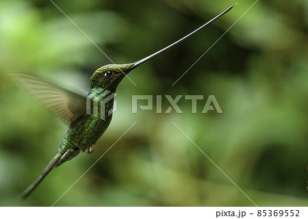 南米アンデスの山の森に住む剣のような長い嘴を持った緑色が鮮やかで美しいハチドリ 85369552