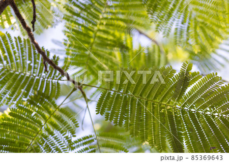 Tropical leaves on a light sky background. Tropical leaves on a light sky background. 85369643
