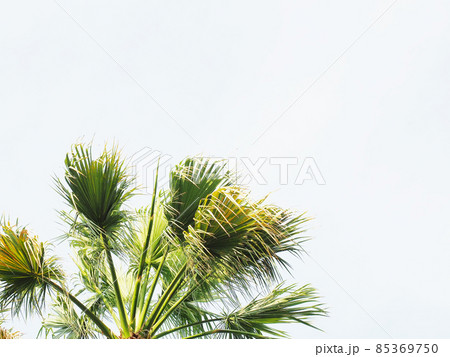Sprawling branches of a green palm against a cloudy sky Sprawling branches of a green palm against a cloudy sky 85369750