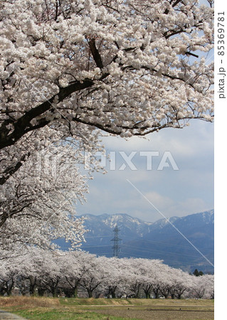新江の桜並木 新江の桜並木 85369781