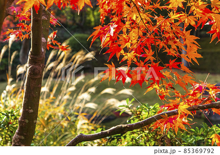 紅葉 秋の風景 85369792