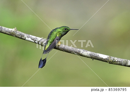 アンデスの高い山の森に住むエメラルドグリーンのスパンコールのような羽がきらびやかで美しいハチドリ 85369795