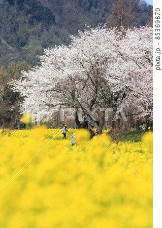 上堰潟公園の菜の花と桜並木 上堰潟公園の菜の花と桜並木 85369870