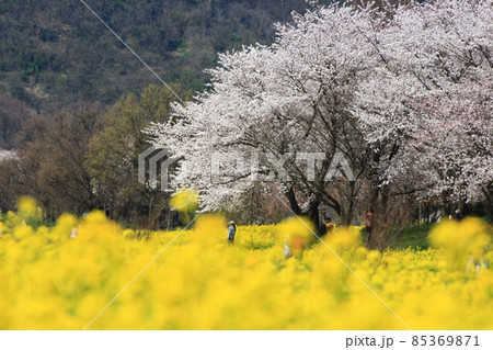 上堰潟公園の菜の花と桜並木 85369871