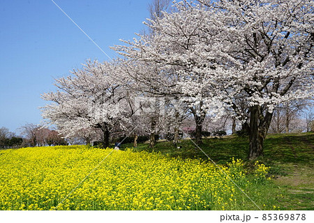 上堰潟公園の菜の花と桜並木 上堰潟公園の菜の花と桜並木 85369878
