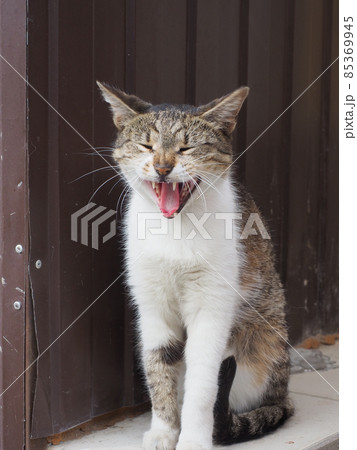Mongrel cat yawns while sitting on the street against the background of a brown iron fence Mongrel cat yawns while sitting on the street against the background of a brown iron fence 85369945