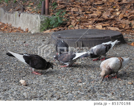 Several pigeons peck crumbs from the rocky asphalt next to the hatch Several pigeons peck crumbs from the rocky asphalt next to the hatch 85370198