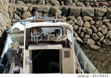 青島の猫 青島の猫 85370633