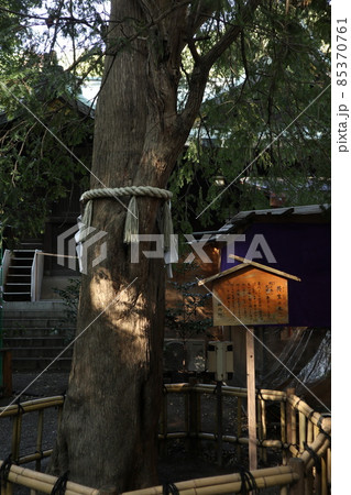 大宮八幡宮 境内 大宮八幡宮 境内 85370761