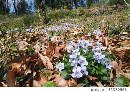 タチツボスミレの花と風景 85370968