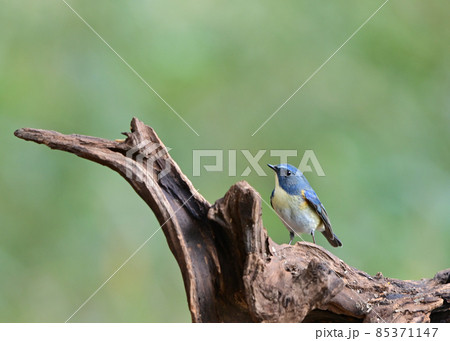 幸せの青い鳥ルリビタキの雄 85371147