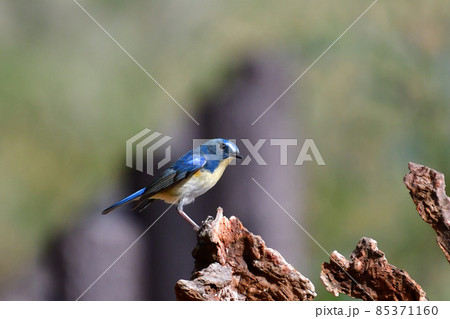 幸せの青い鳥ルリビタキの雄 幸せの青い鳥ルリビタキの雄 85371160