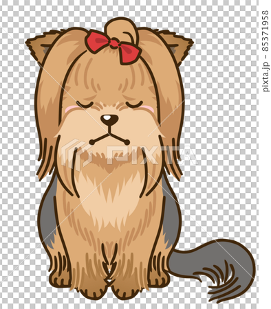 鬱悶的約克夏犬（全毛） 85371958