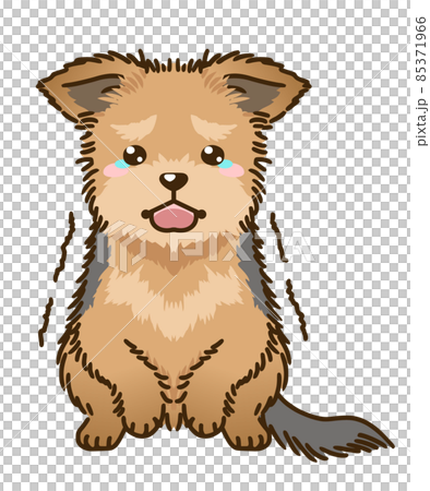 受驚的約克夏犬 85371966