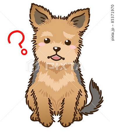疑問に思うヨークシャーテリア 85371970
