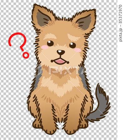 疑問に思うヨークシャーテリア 85371970