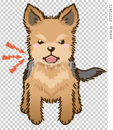 來勢洶洶的約克夏犬 85371971