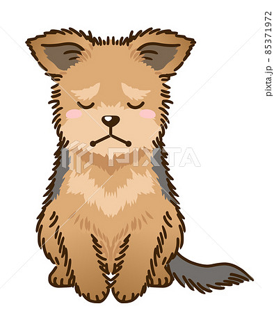 落ち込むヨークシャーテリア 落ち込むヨークシャーテリア 85371972