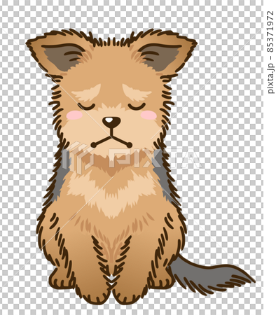 沮喪的約克夏犬 85371972