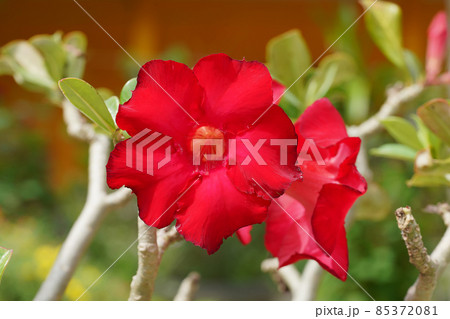 Impala Lily, Pink Bignonia, Mock Azalea, Desert Rose. Impala Lily, Pink Bignonia, Mock Azalea, Desert Rose. 85372081