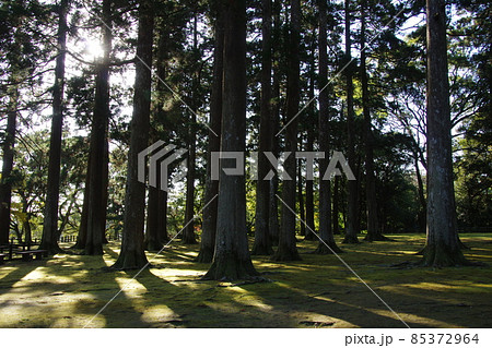 飫肥城 本丸跡杉林 飫肥城 本丸跡杉林 85372964